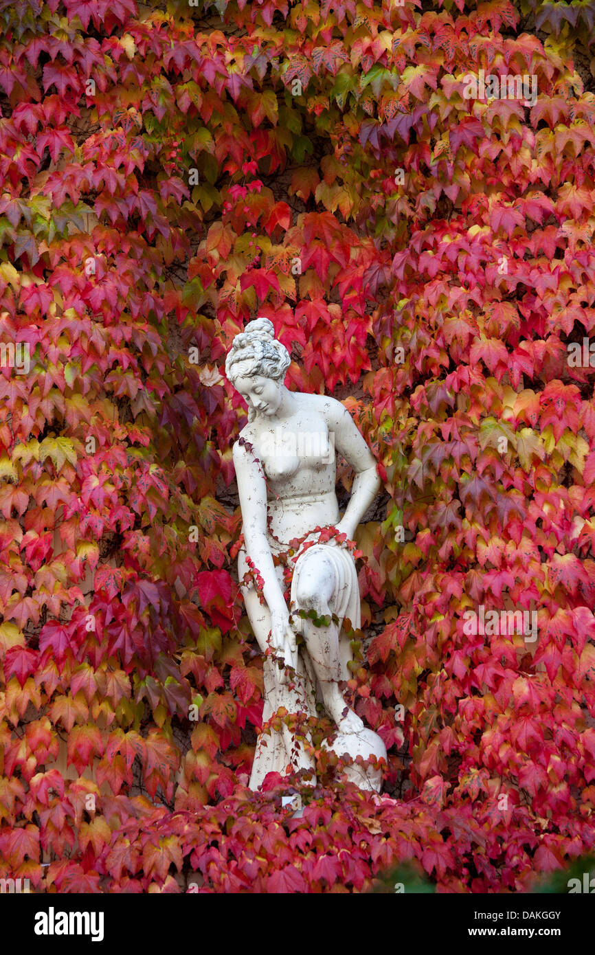 Boston ivy, Giapponese di superriduttore (Parthenocissus tricuspidata), femmina scultura in autunno prima di Boston ivy, Germania Foto Stock