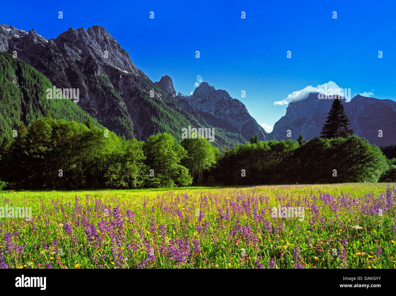 La vista su una fioritura di pascolo alpino sulle Marmarole, Italia, Alto Adige, Dolomiti Foto Stock