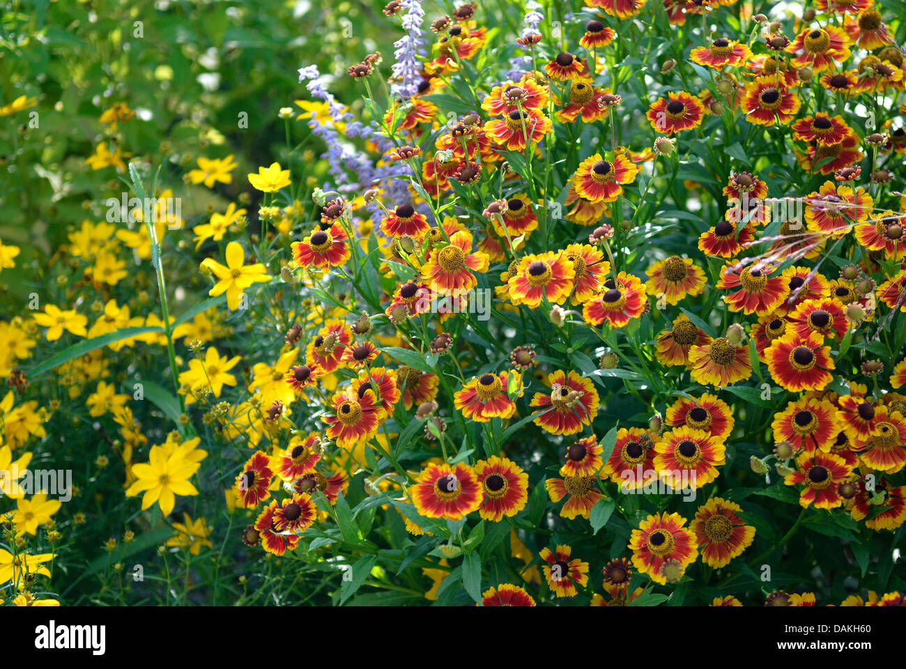 Sneezeweed (Helenium "Biedermeier', Helenium Biedermeier), cultivar Biedermeier, con Coreopsis verticillata Zagreb Foto Stock