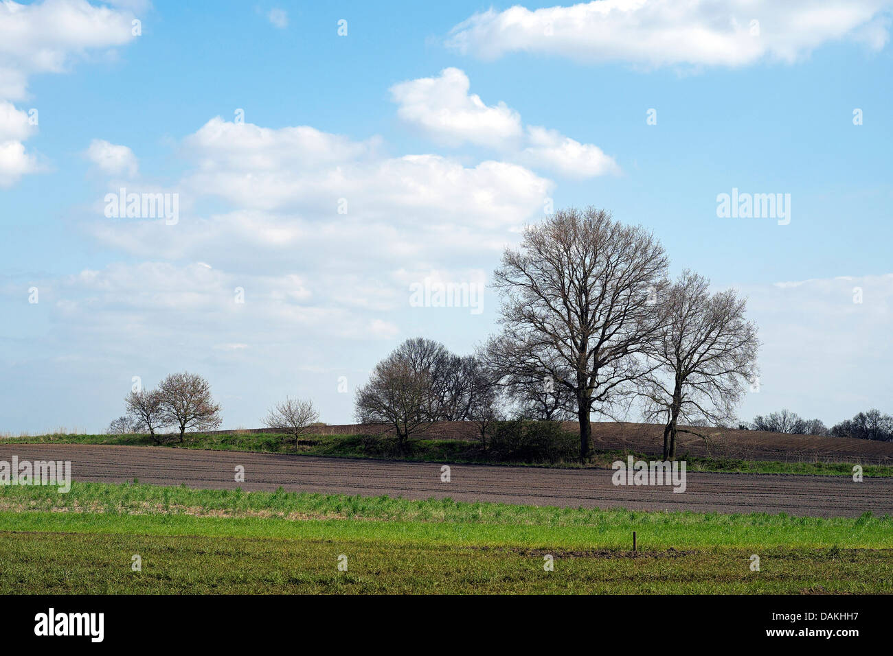 Gruppo di alberi su un colle, Germania, Bassa Sassonia, Osterholz, Meyenburg Foto Stock