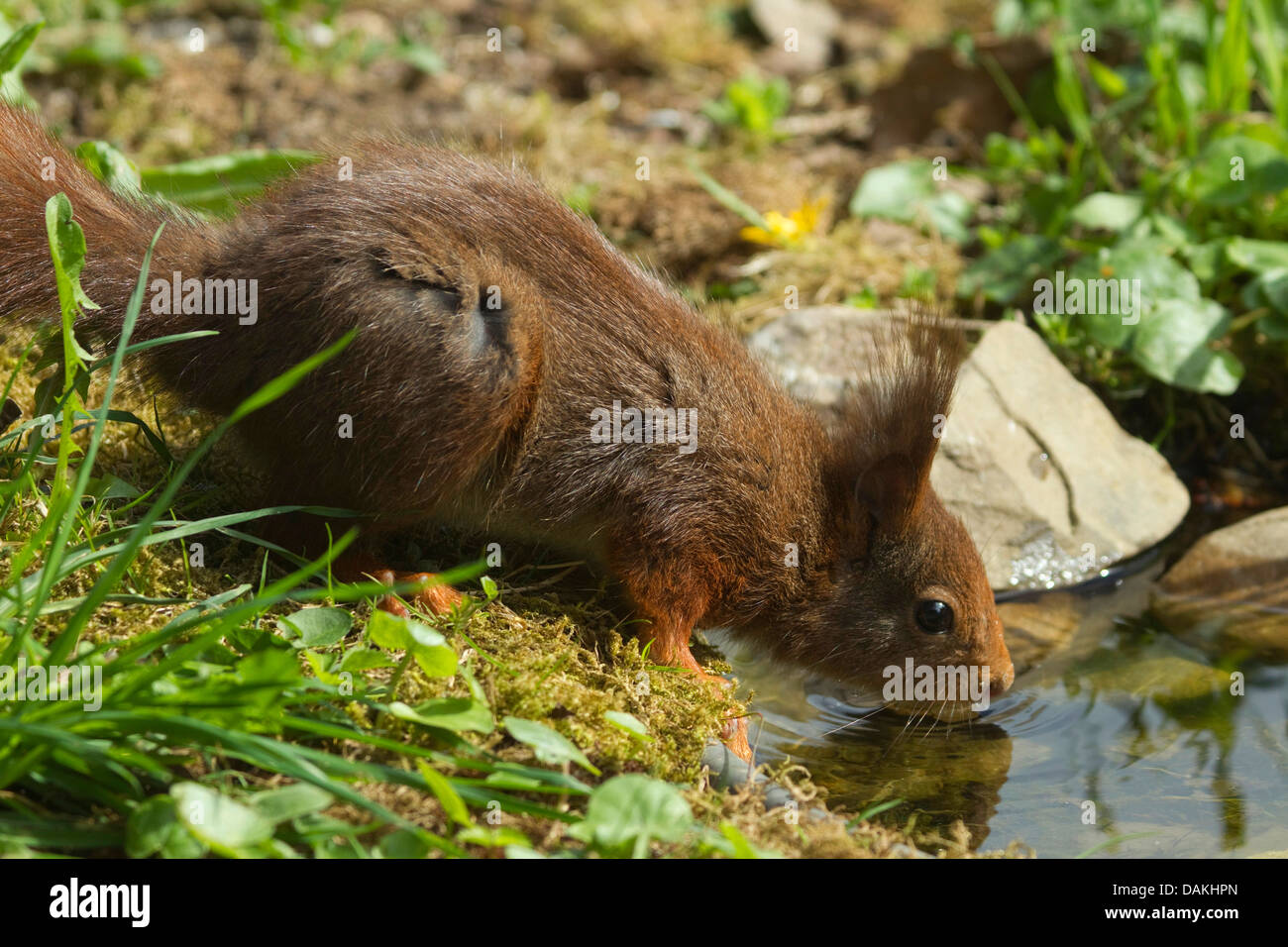 Unione scoiattolo rosso, Eurasian red scoiattolo (Sciurus vulgaris), bere sulla pondside, Germania Foto Stock