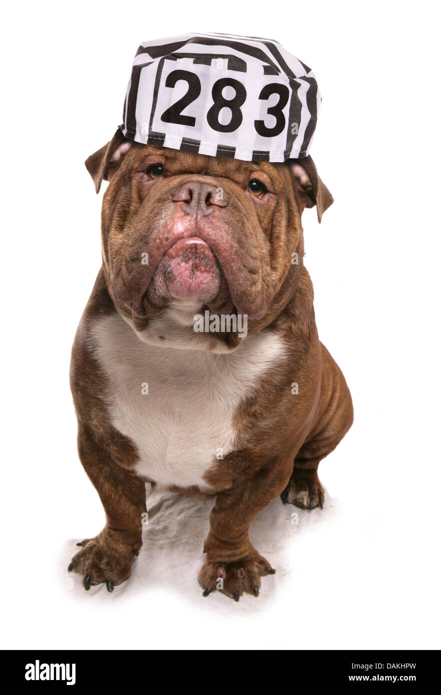 Bulldog indossando un cappello prigionieri studio ritaglio Foto Stock