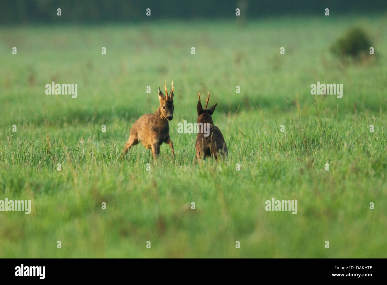 Il capriolo (Capreolus capreolus), due agressive caprioli in piedi di fronte ad ogni altro, Germania Foto Stock
