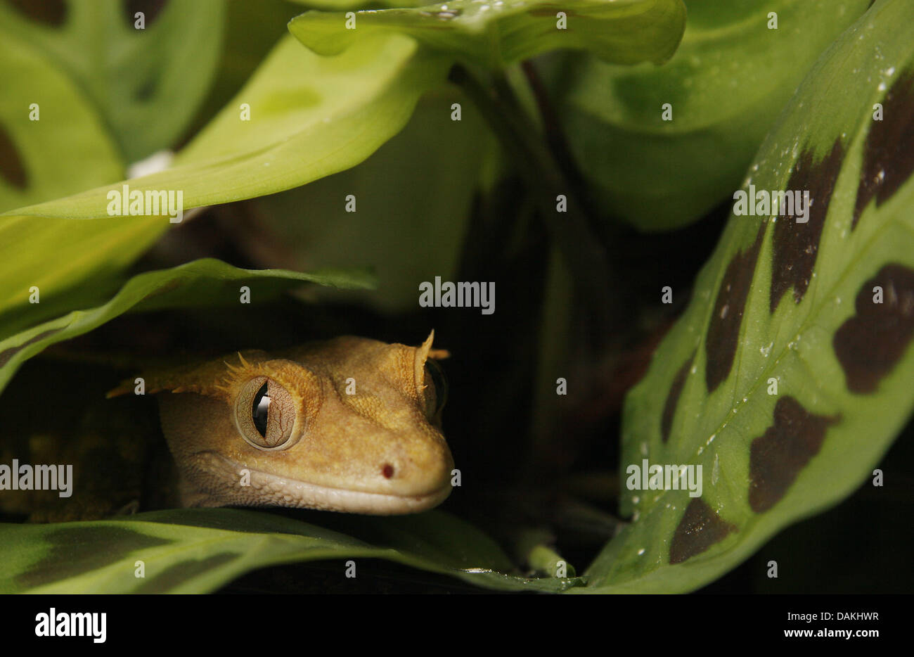 Ritratto di crested gecko in Vivario Rhacodactylus ciliatus Foto Stock