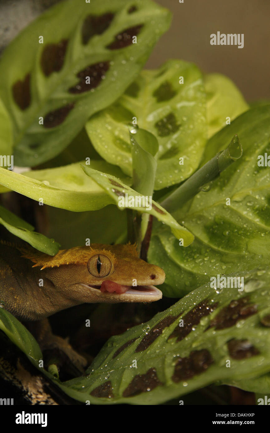 Ritratto di crested gecko in Vivario Rhacodactylus ciliatus Foto Stock