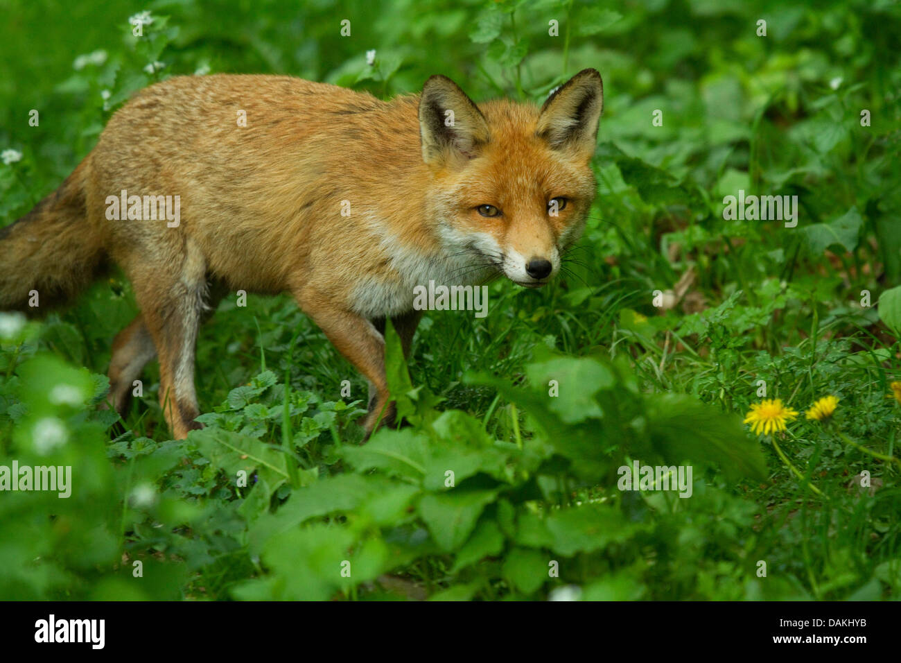 Red Fox (Vulpes vulpes vulpes), compresa una radura, Germania Foto Stock