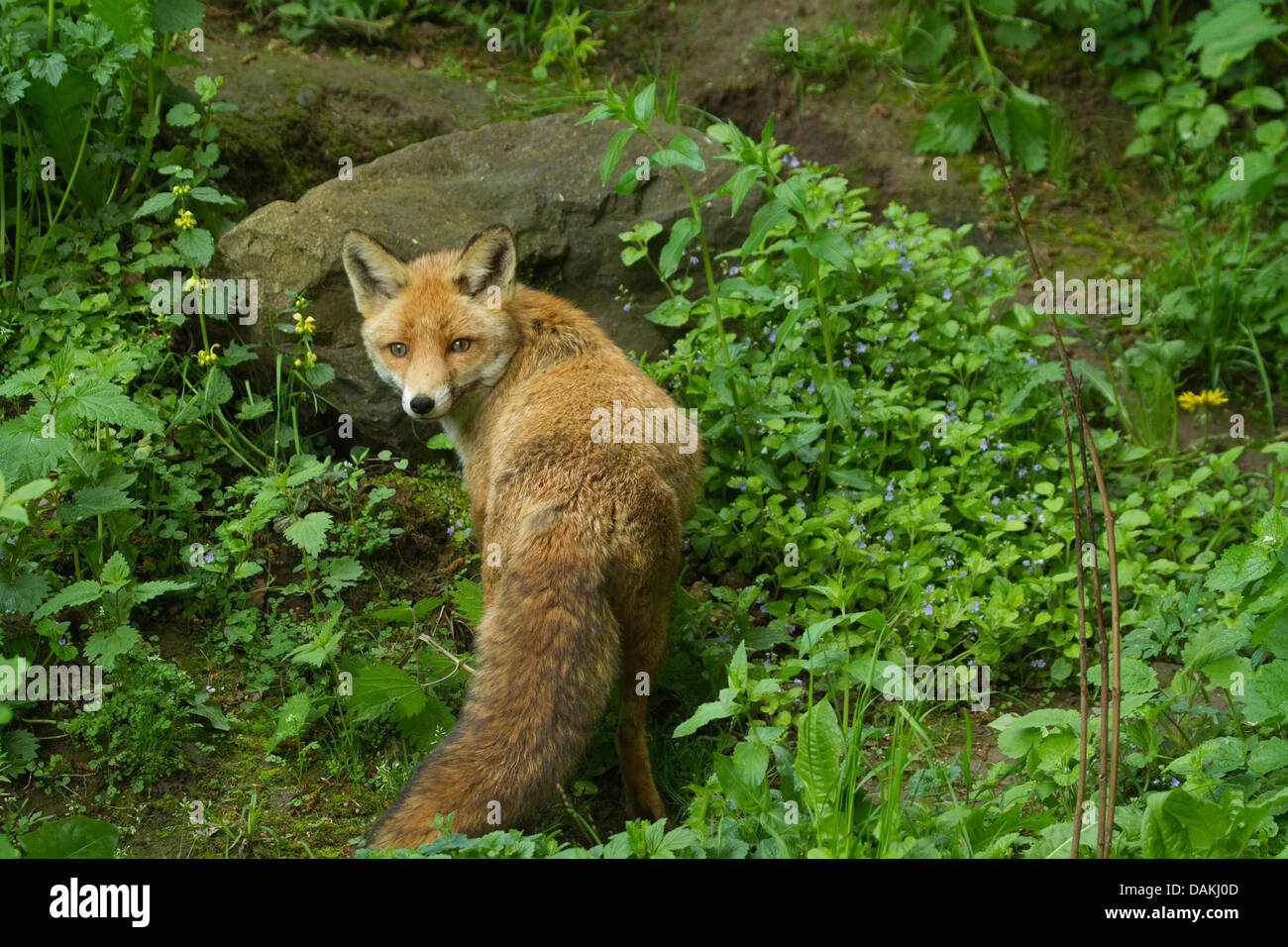 Red Fox (Vulpes vulpes vulpes), compresa una radura, Germania Foto Stock