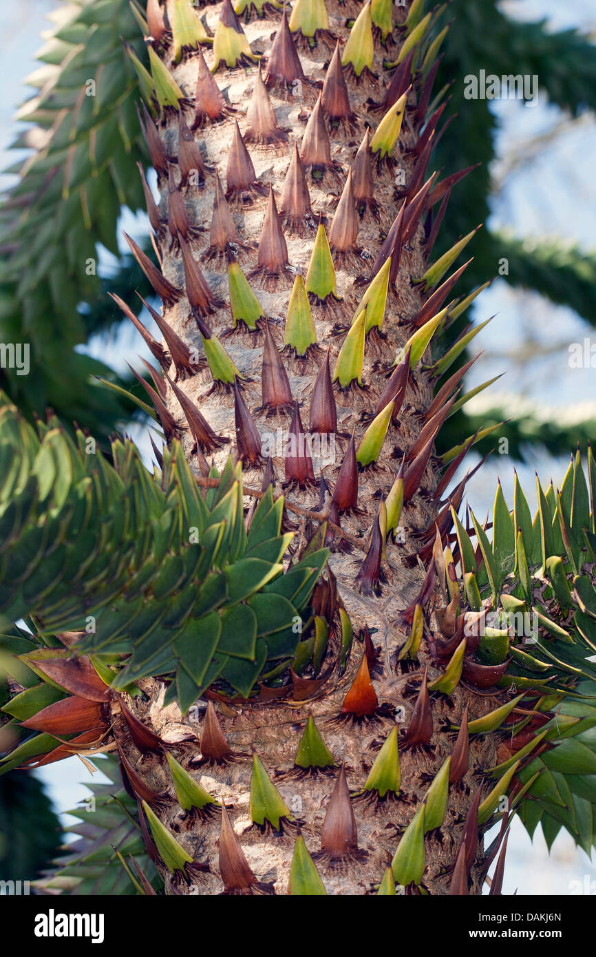 Pino cileno (Araucaria araucana), trunk Foto Stock