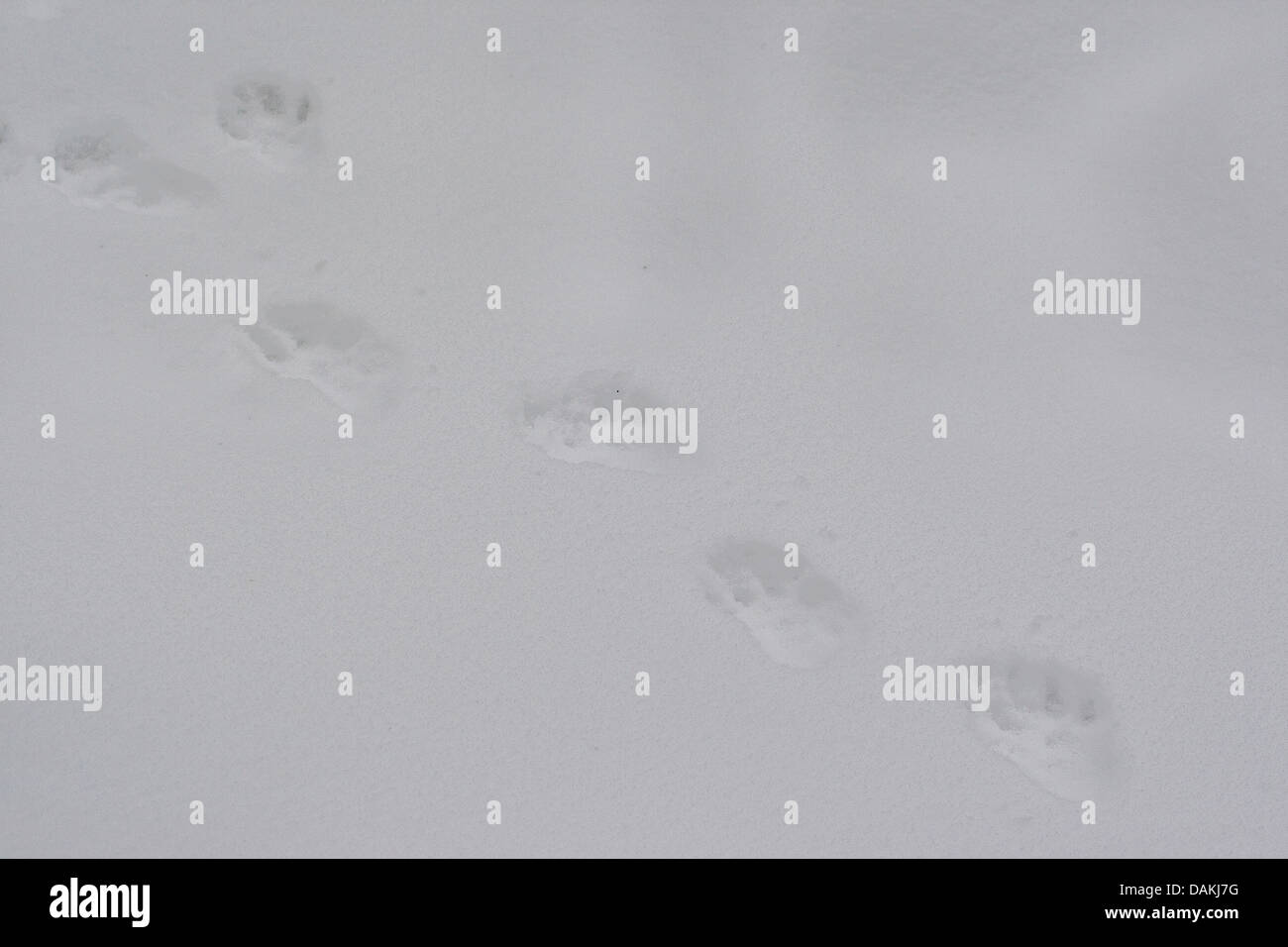 Unione martora (Martes martes), le tracce nella neve, Germania Foto Stock