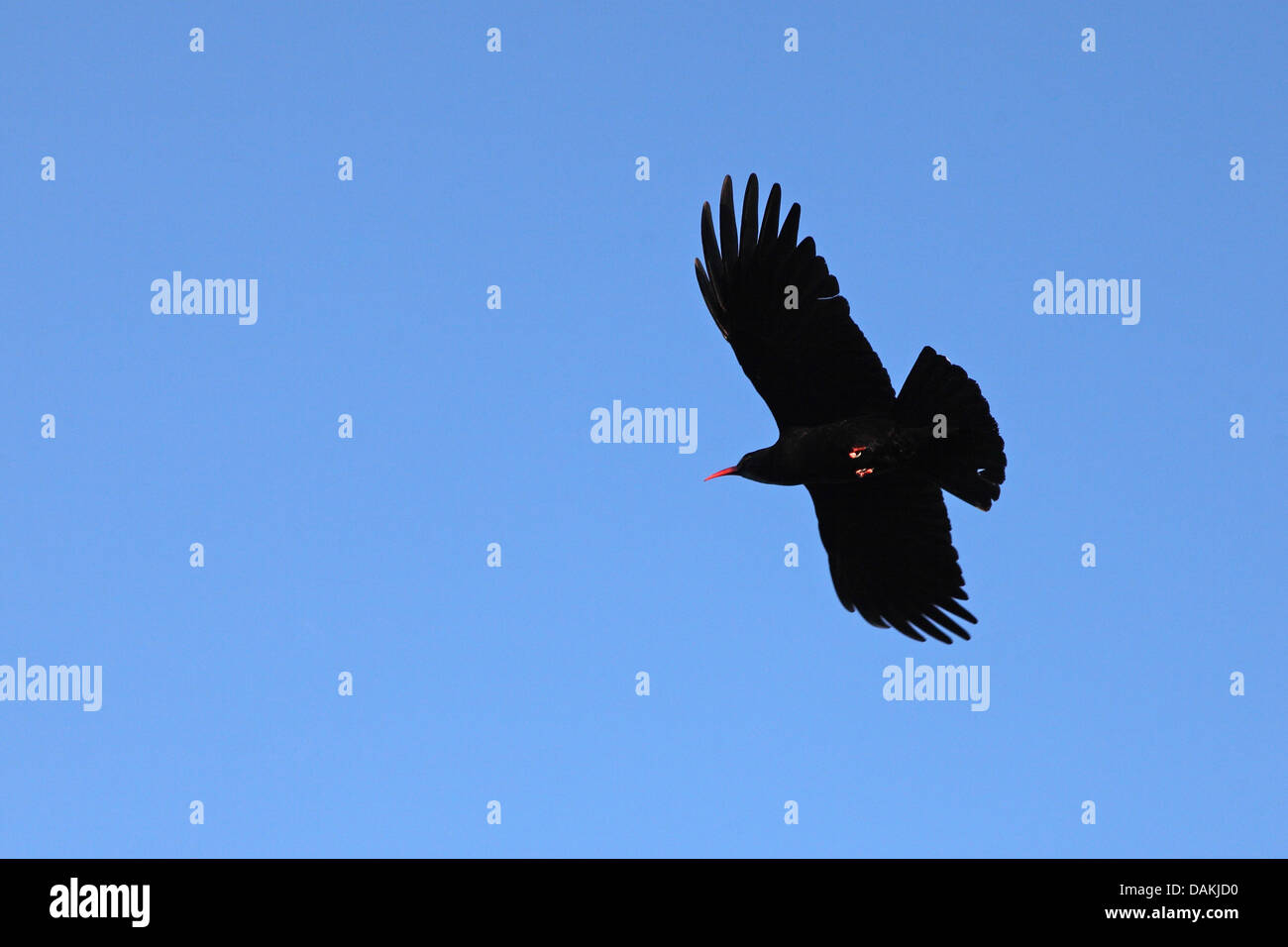 Rosso-fatturate (CHOUGH Pyrrhocorax pyrrhocorax), volare, Isole Canarie La Palma Foto Stock