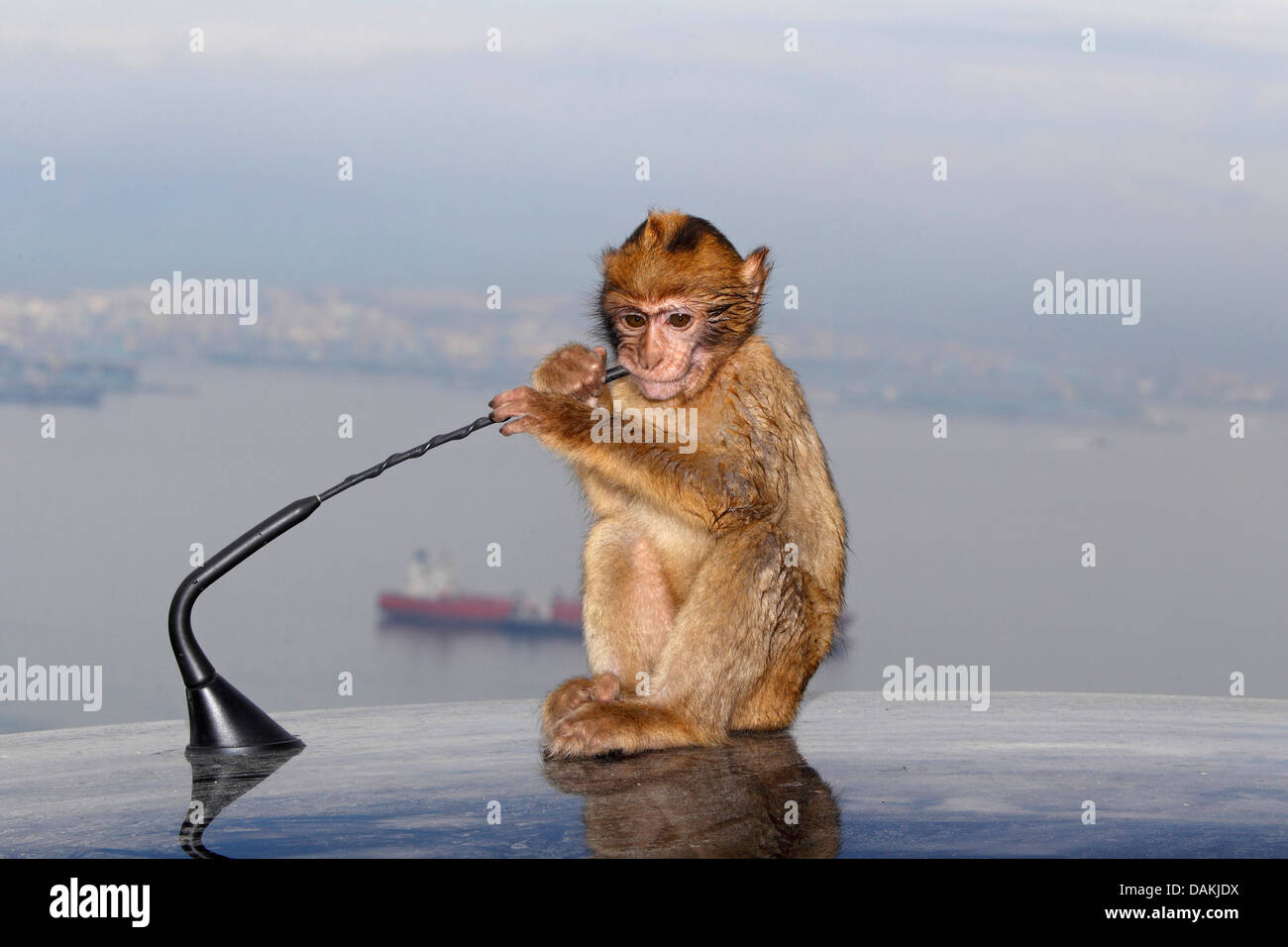 Barberia ape, barbary macaque (Macaca sylvanus), piccola scimmia seduto sul tetto di un'automobile e giocare con l'antenna, Gibilterra Foto Stock