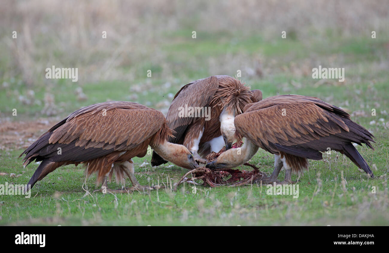 Grifone (Gyps fulvus), tre uccelli giovani alimentazione carrion, Spagna Estremadura Foto Stock