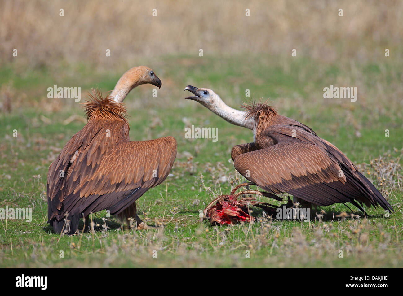 Grifone (Gyps fulvus), due uccelli giovani contrastanti per i mangimi, Spagna Estremadura Foto Stock