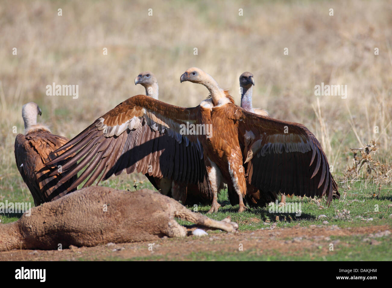 Grifone (Gyps fulvus), in piumaggio immaturi, in piedi con ali teso a carrion, Spagna Estremadura Foto Stock