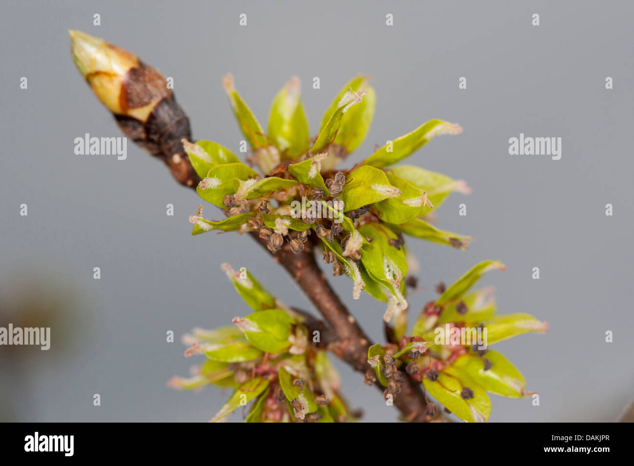 Scotch elm, Wych olmo (Ulmus glabra, Ulmus scabra), filiale di fioritura, Germania Foto Stock