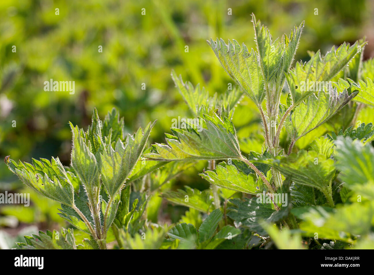 Ortica (Urtica dioica), con fresche foglie giovani in primavera, Germania Foto Stock