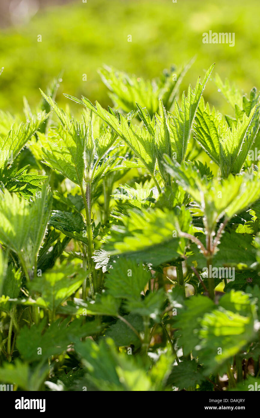 Ortica (Urtica dioica), con fresche foglie giovani in primavera, Germania Foto Stock