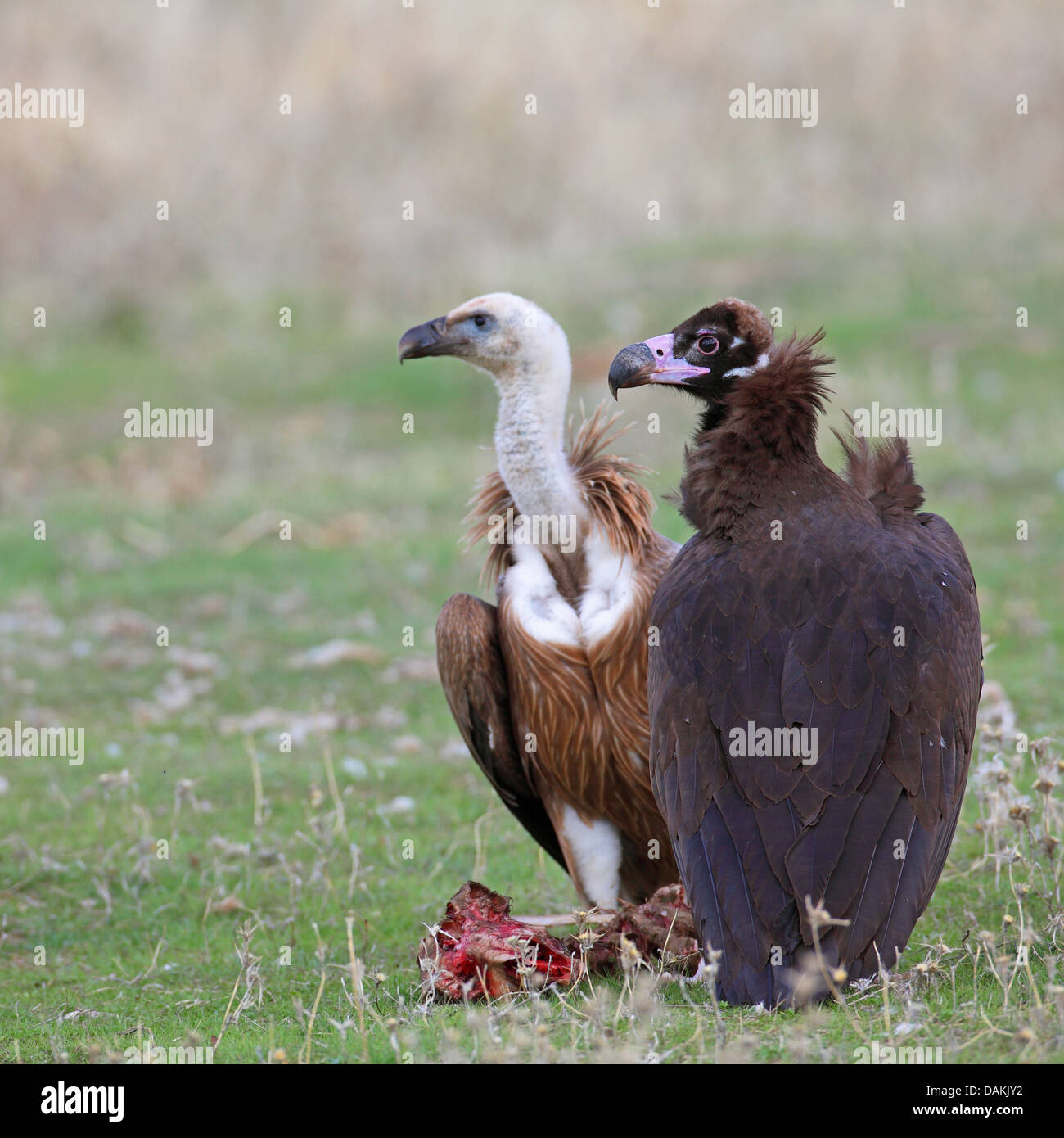 Cinereous vulture (Aegypius monachus), con i capretti grifone al cadavere, Spagna Estremadura Foto Stock