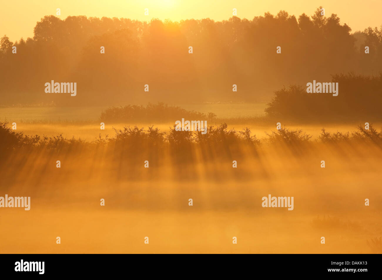 Campo di nebbia paesaggio di sunrise, Paesi Bassi, Kekerdom Foto Stock