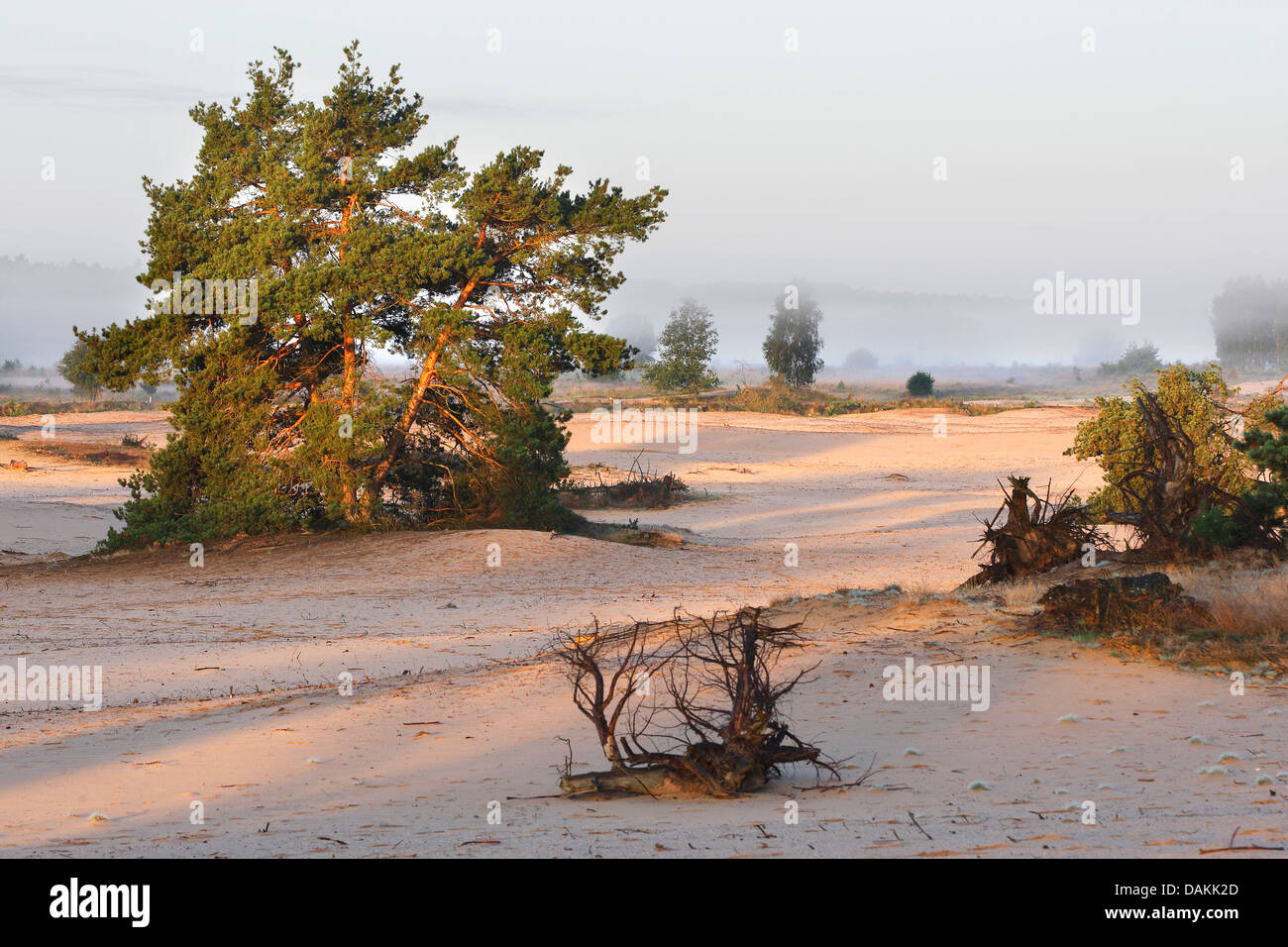 Pino silvestre, pino silvestre (Pinus sylvestris), uliveti situati nella vasta brughiera scomparendo nella nebbia mattutina, Paesi Bassi, Gelderland, Veluwezoom Parco Nazionale Foto Stock