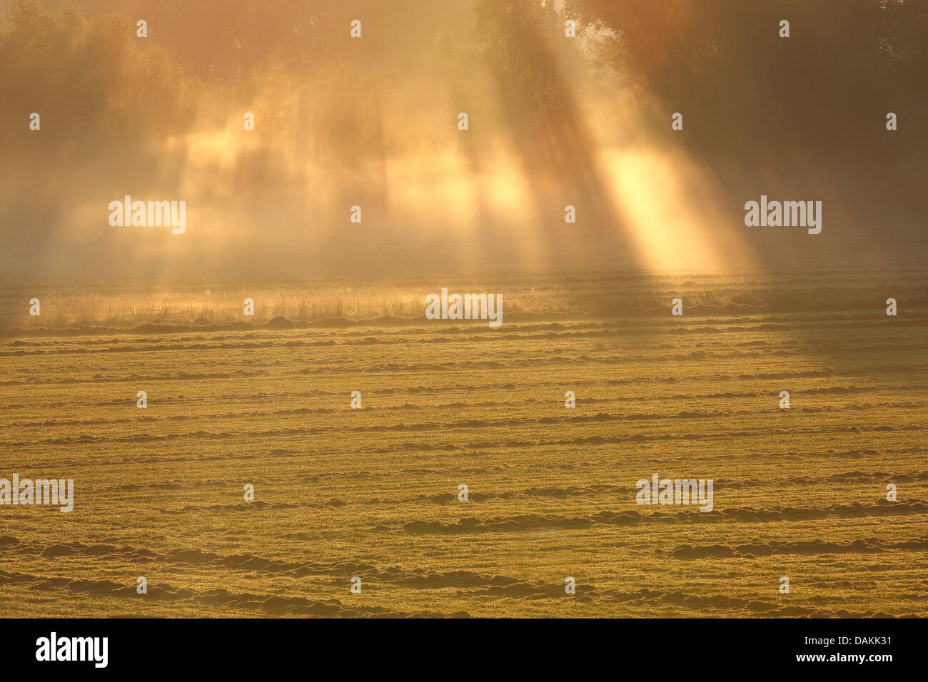 Raggi di sole rompere attraverso la nebbia, Paesi Bassi, Gelderland, Millingen, Kekerdom Foto Stock