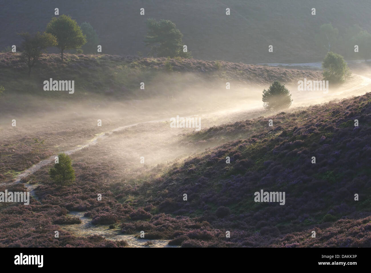 Terra della nebbia al di sopra di heath paesaggio, Paesi Bassi, Veluwezoom Parco Nazionale Foto Stock