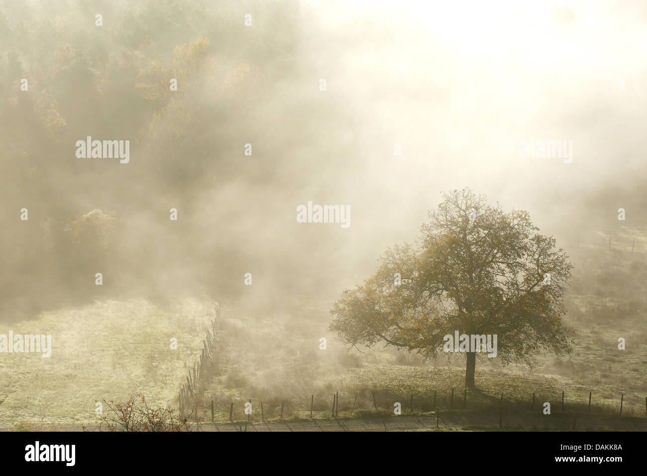 Comune di Quercia farnia, farnia (Quercus robur), nella nebbia di sunrise, Francia Foto Stock
