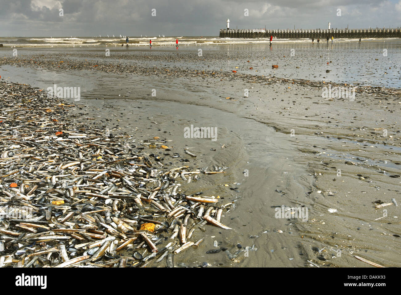 Razor clam Razor-Clam, rasoio Shell (Ensis americanus, Ensis directus), sulla spiaggia lungo il mare del Nord, Belgio Foto Stock