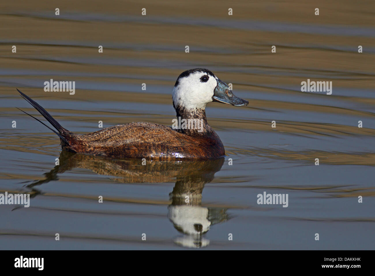 Bianco-guidato anatra (Oxyura leucocephala), maschio, nuoto, in Spagna, in Ciudad Real Foto Stock
