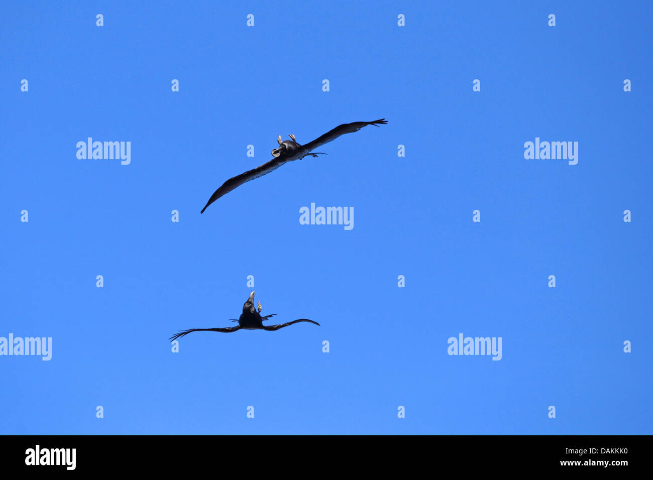 Comune di corvo imperiale (Corvus corax), due corvi volare con la schiena verso il basso, la lotta per il cibo, Isole Canarie La Palma Foto Stock