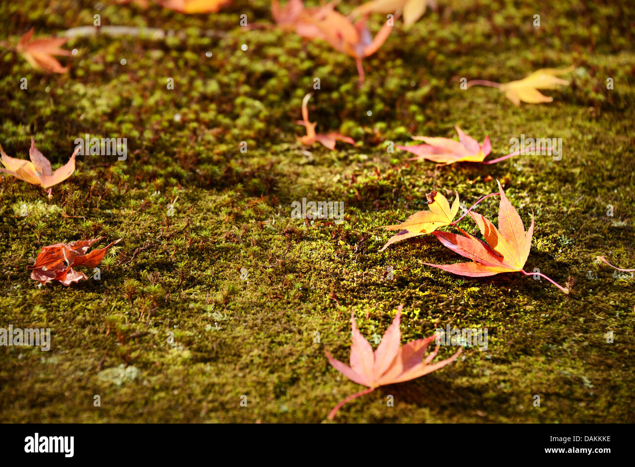 Cadono le foglie che indica il cambiamento stagionale a Kyoto, in Giappone. Foto Stock