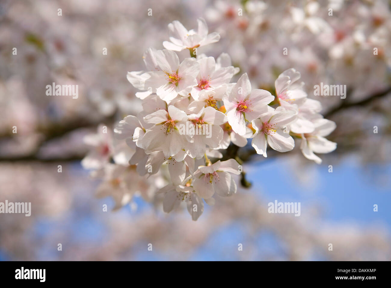 Ornamentali in ciliegio (Prunus spec.), blooming twig Foto Stock