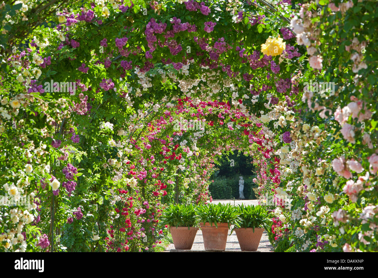 Rose ornamentali (Rosa spec.), archi di rose nel fiorito giardino di rose, Germania Foto Stock