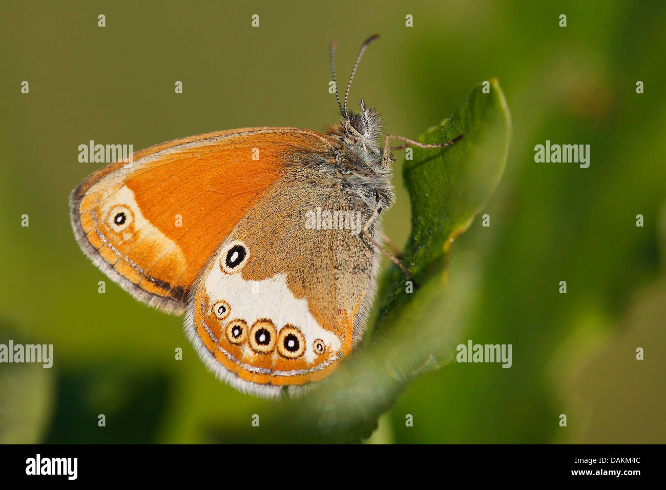 La brughiera di perla (Coenonympha arcania), su una foglia, Belgio Foto Stock