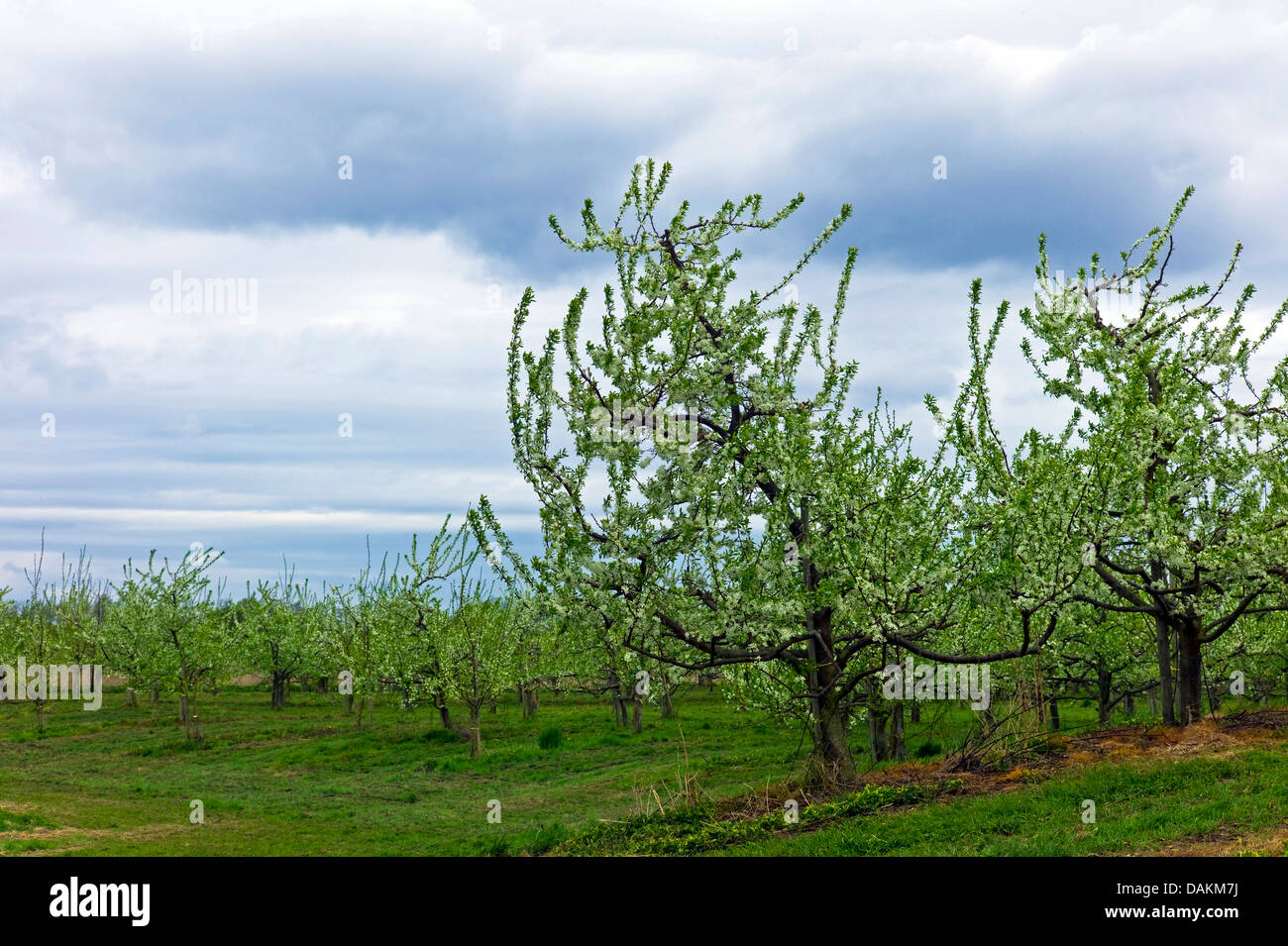 Unione prugna (Prunus domestica), la fioritura degli alberi di prugne, Germania, Bassa Sassonia, Otterndorf Foto Stock