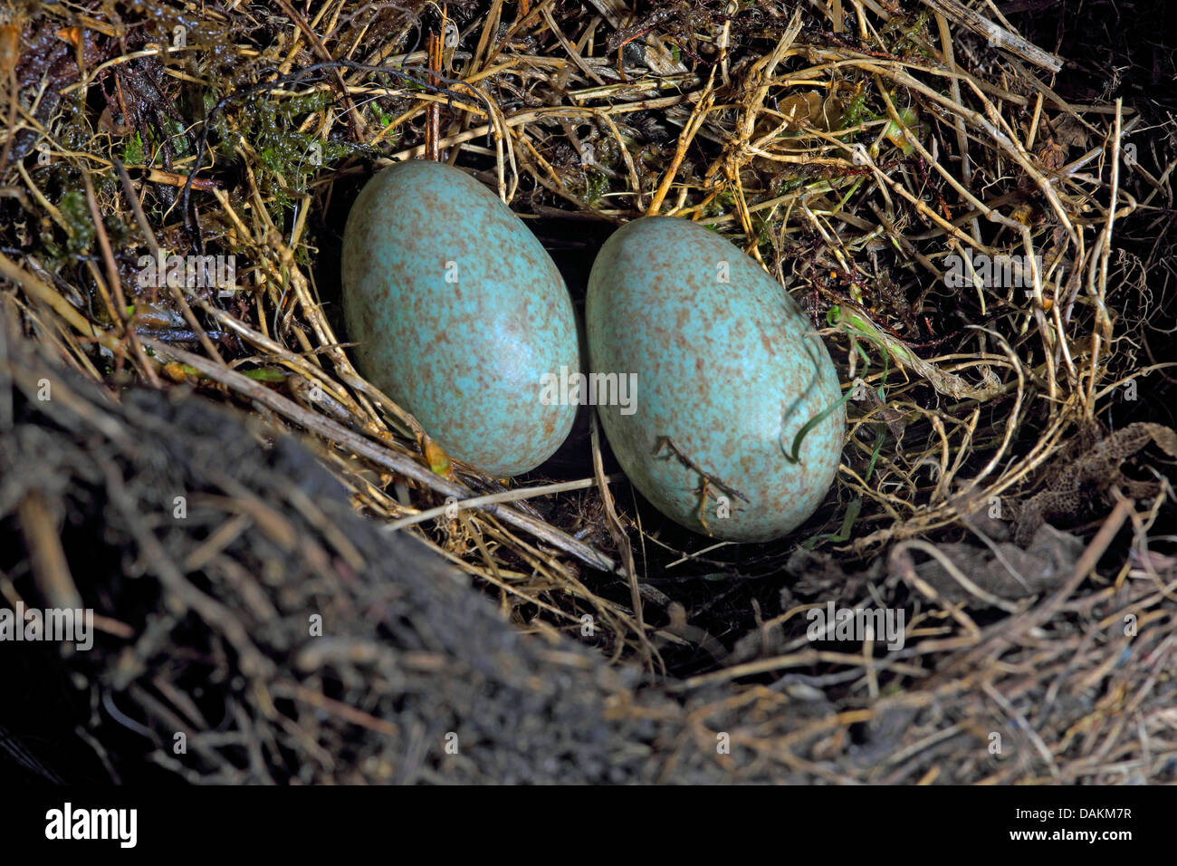 Merlo (Turdus merula), Abbandonato blackbird nido con due non schiuse le uova, Germania Foto Stock