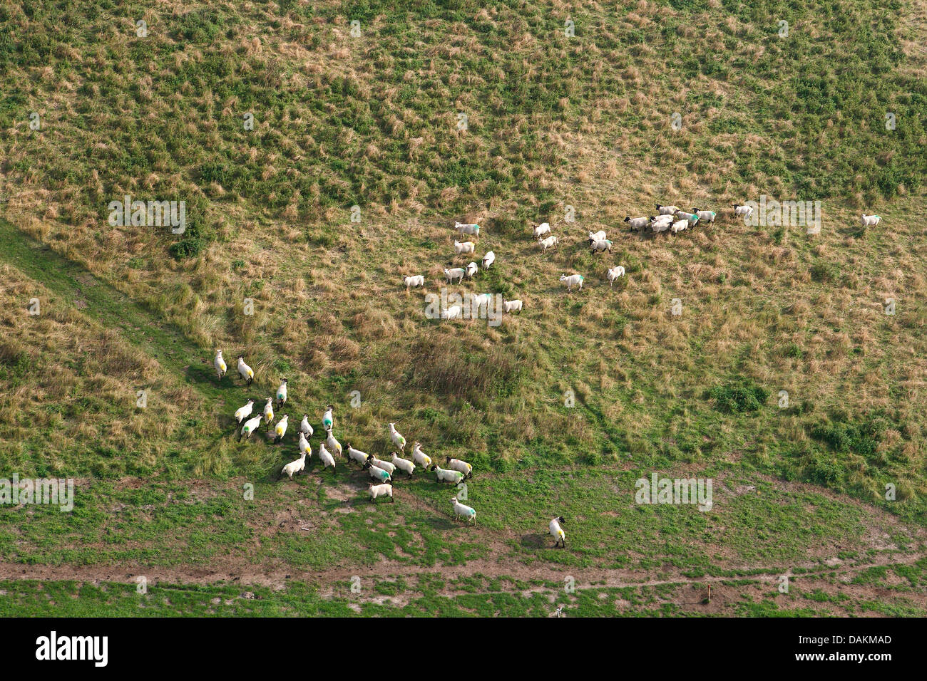Gli animali domestici delle specie ovina (Ovis ammon f. aries), gregge di pecore al pascolo in terreni van Saeftinghe, Paesi Bassi Foto Stock
