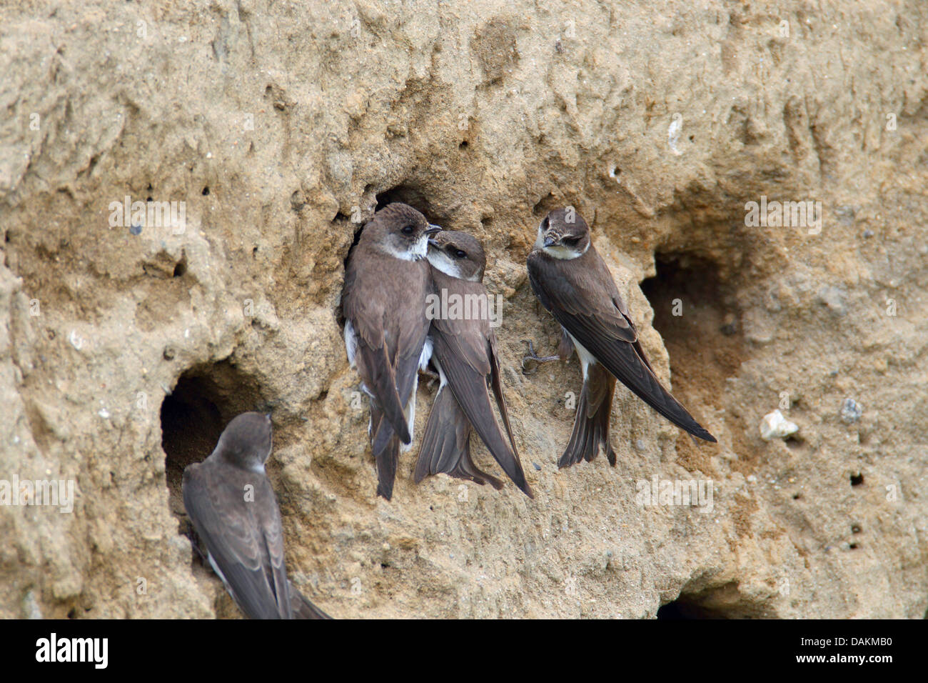Sabbia martin (Riparia Riparia), rondini presso l'allevamento burrows, Grecia, Macedonia, il lago di Kerkini Foto Stock