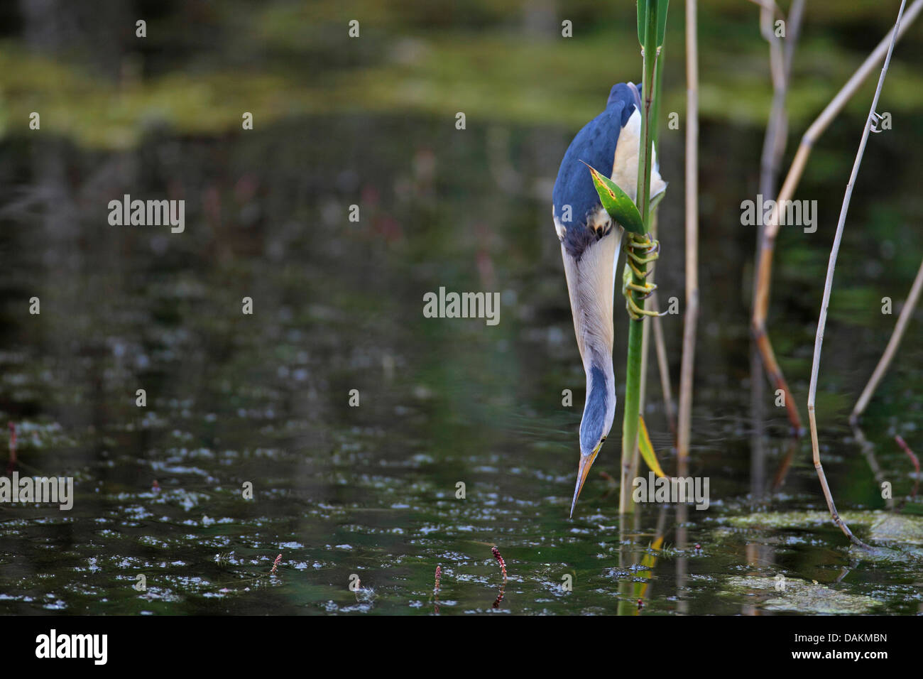 Tarabusino (Ixobrychus minutus), maschio in cerca di cibo in canneti, Grecia, Macedonia, il lago di Kerkini Foto Stock