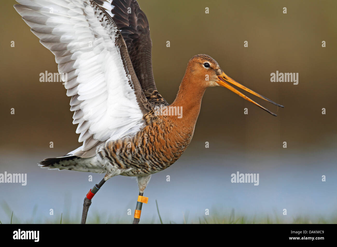 Nero-tailed godwit (Limosa limosa), colore di inanellare maschio con atterraggio sollevato ali, Paesi Bassi, Frisia Foto Stock