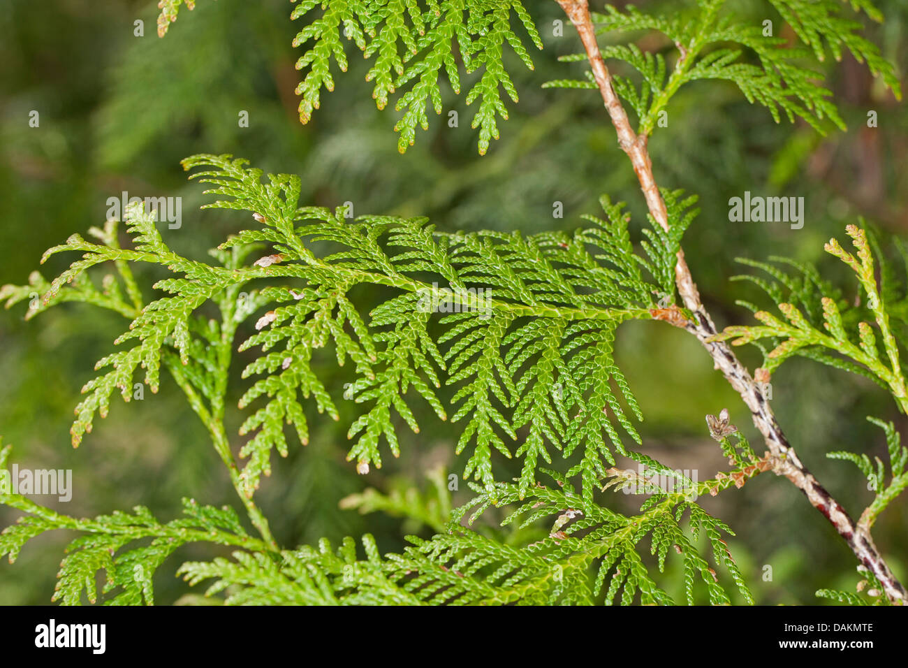 Cedro giallo, bianco orientale cedro (Thuja occidentalis), ramo Foto Stock