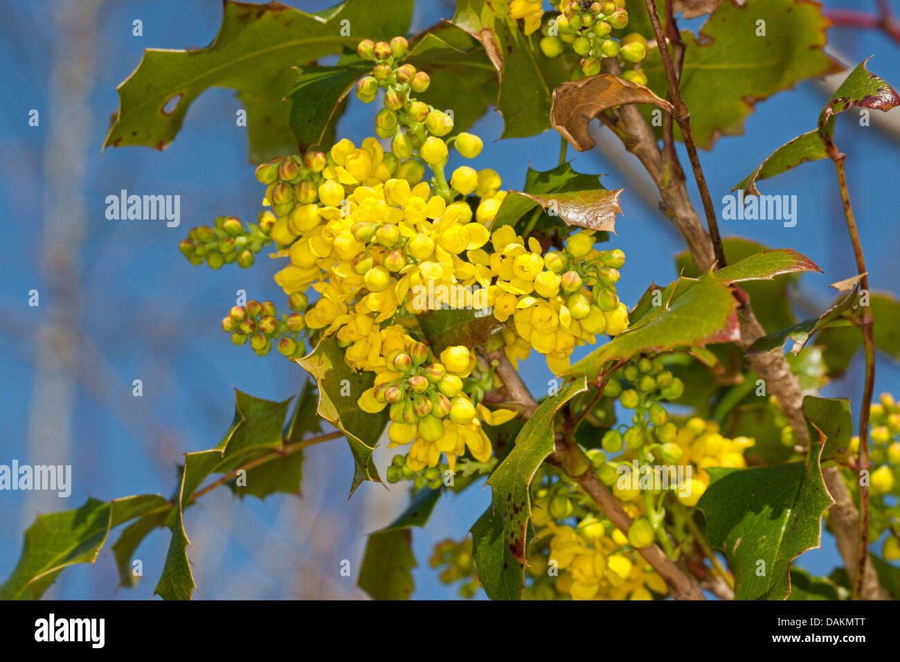 Holly-leaf oregongrape, oregon-UVA, fulgido oregongrape, tall oregongrape, montagna di uva (Mahonia aquifolium), filiale di fioritura, Germania Foto Stock