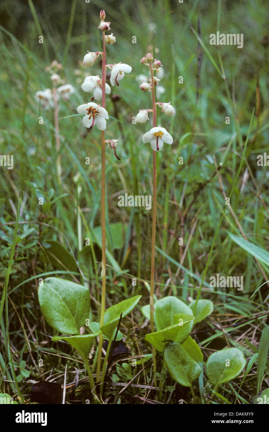 Grandi wintergreen (Pyrola rotundifolia), fioritura, Germania Foto Stock