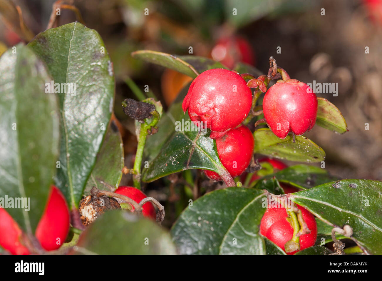 Teaberry orientale, American wintergreen (Gaultheria procumbens), la fruttificazione Foto Stock