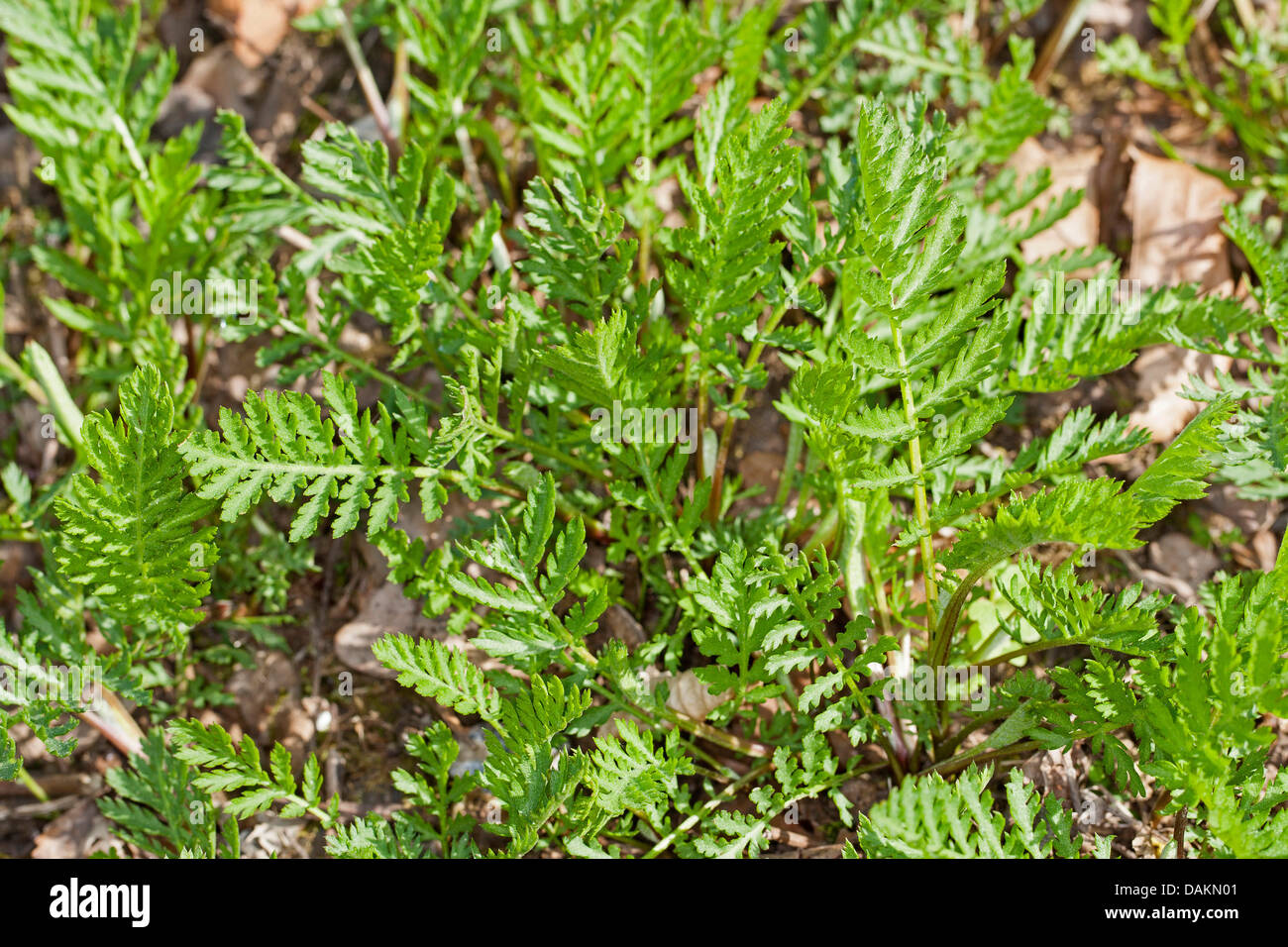 Tansy comune (Tanacetum vulgare, crisantemo vulgare), Giovani foglie in primavera, Germania Foto Stock
