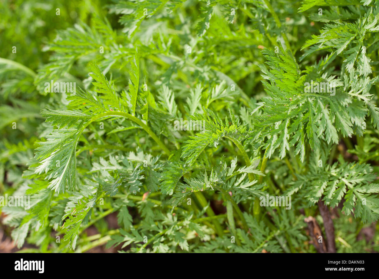 Tansy comune (Tanacetum vulgare, crisantemo vulgare), Giovani foglie in primavera, Germania Foto Stock