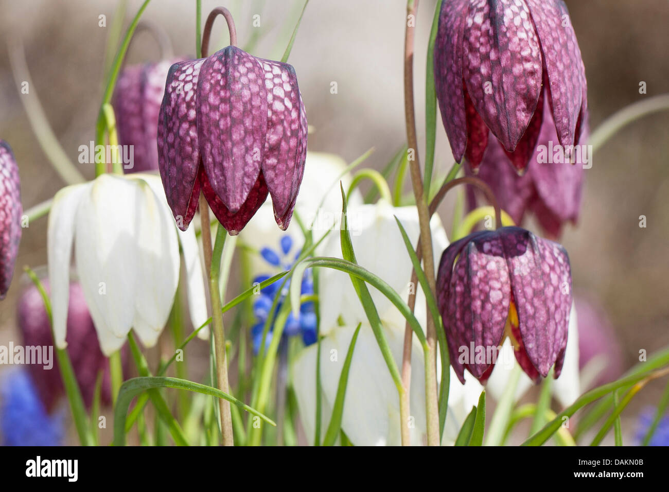 Fritillary comune, snake-testa (fritillaria Fritillaria meleagris), bianco e fiori lilla, Germania Foto Stock