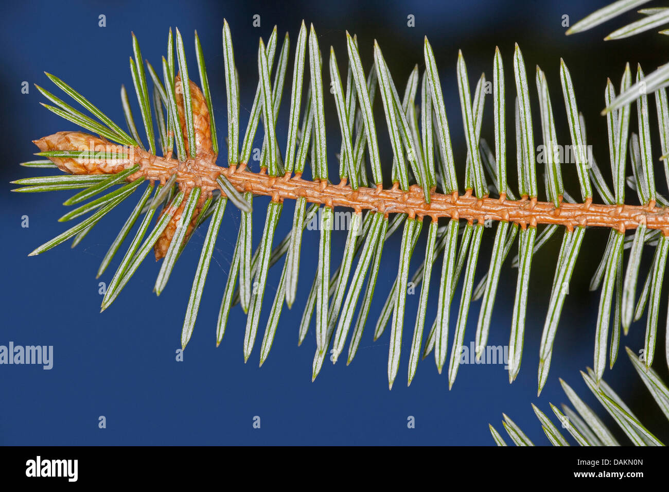 Sitka Abete (Picea sitchensis), il ramo da sotto Foto Stock