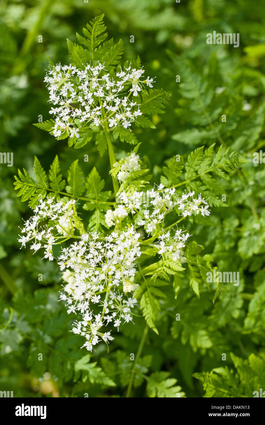 Dolce cicely, Anice, Cicely, Spagnolo cerfoglio (Myrrhis odorata, Scandix odorata), fioritura, Germania Foto Stock