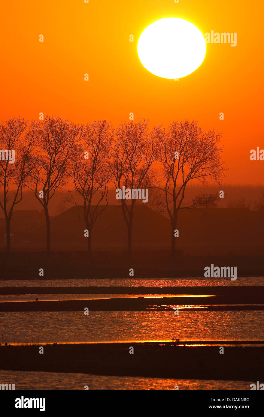 Fila di alberi di sunrise, Paesi Bassi, Moriaanshoofd Foto Stock